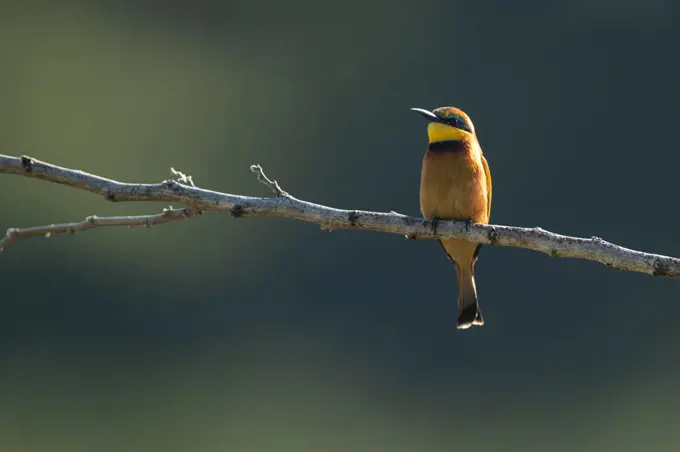 A European bee-eater, Merops apiaster, perches on a branch