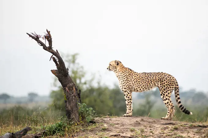 A cheetah, Acinonyx jubatus, stands on top of a mound and looks out, side profile 