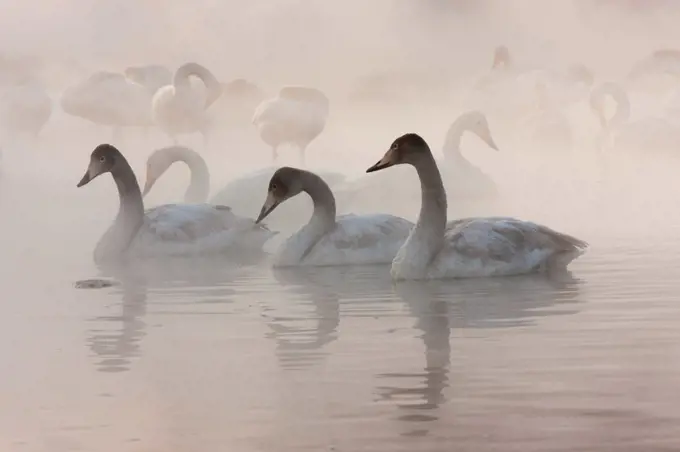 Cygnus cygnus, Whooper swans, on a frozen lake in Hokkaido. Hokkaido, Japan