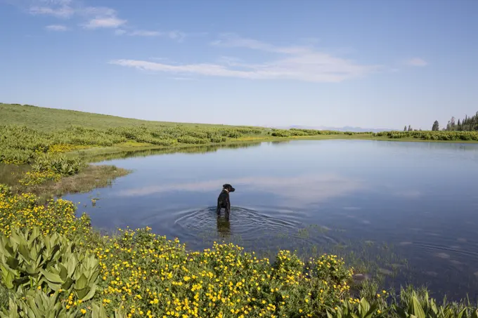 A black labrador dog paddling in lake water.