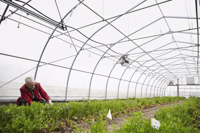 A large commercial horticultural polytunnel with fans in the ceiling, and plants growing in the soil. A woman working.