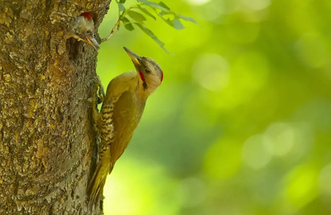 Close up of Japanese Green Woodpecker, Picus awokera, on tree.