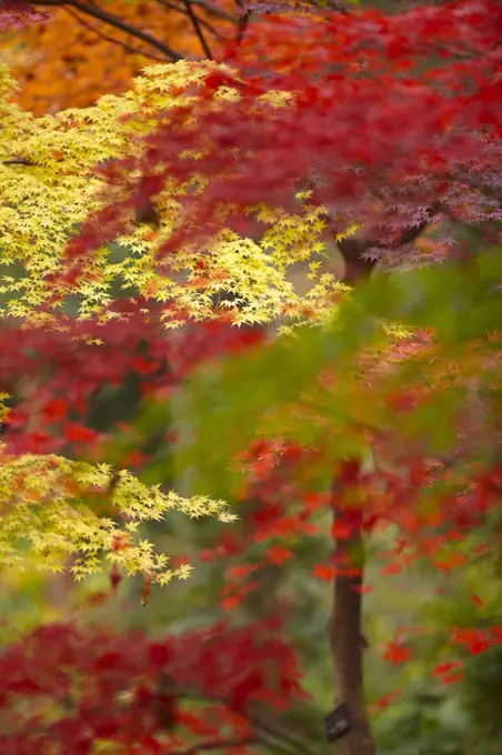 Lush vibrant yellow and red foliage on Japanese Maple trees.