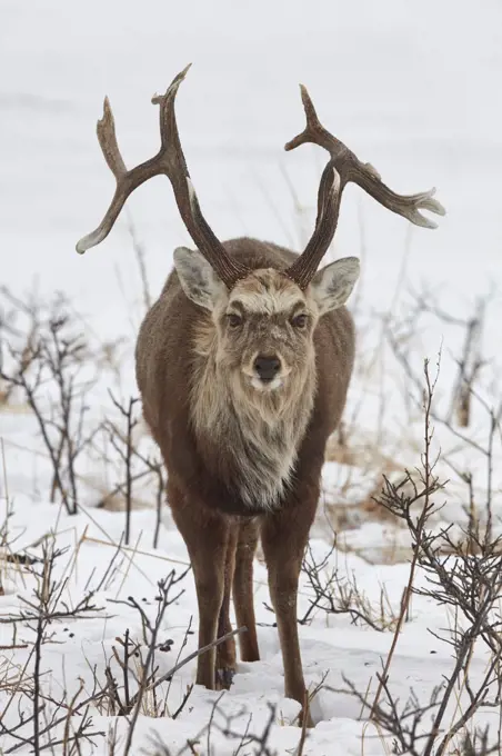 Sika deer (Cervus nipponin) in snow in winter.