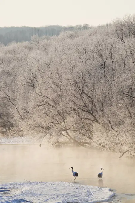 High angle view of two Red Crowned Cranes in frozen river in winter at dawn.