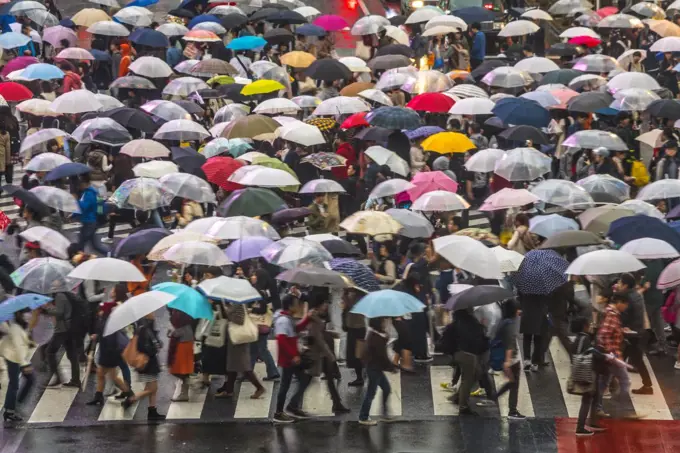 High angle view of large group of pedestrians carrying umbrellas crossing urban street.