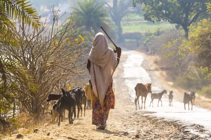 Rear view of woman wearing sari walking down a rural road, herding goats.