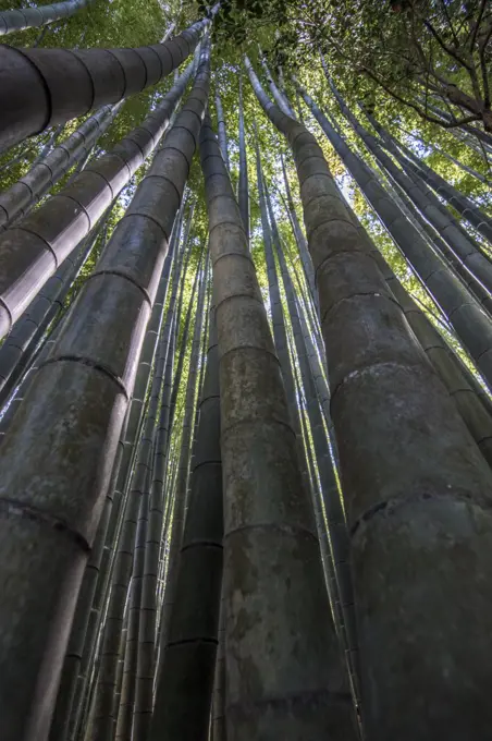 Low angle close up of tall bamboo plants, Bamboo forest, Japan.