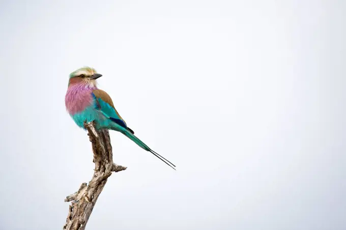 A lilac-breasted roller, Coracias caudatus, perches at the top of a dead branch, looking away, against blue grey skies.