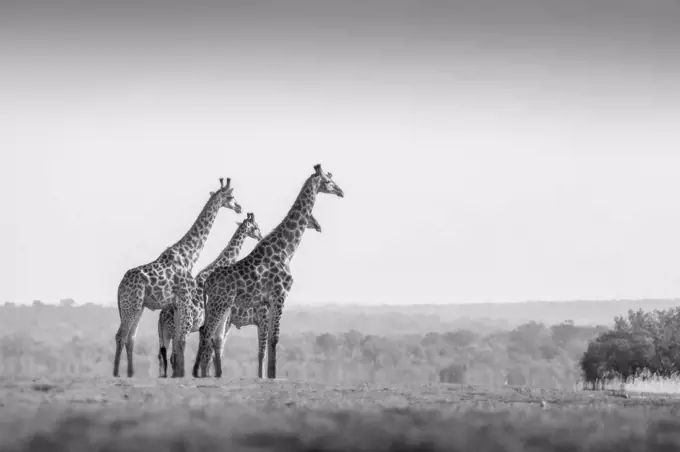 Two animals, Giraffa camelopardalis, stand in an open clearing, clear sky, black and white image.