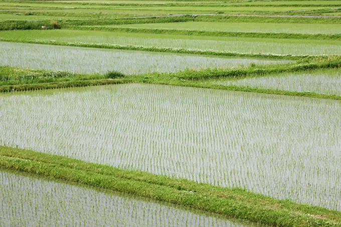 Flooded Rice Paddy Field