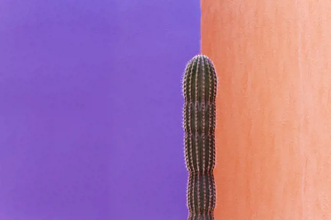 Cactus Against Contrasting Walls