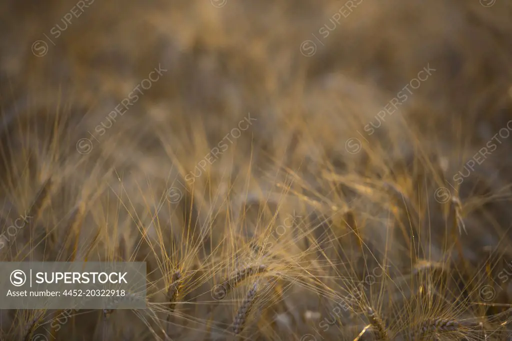 Wheat Field in Dusk in Locarno, Switzerland.