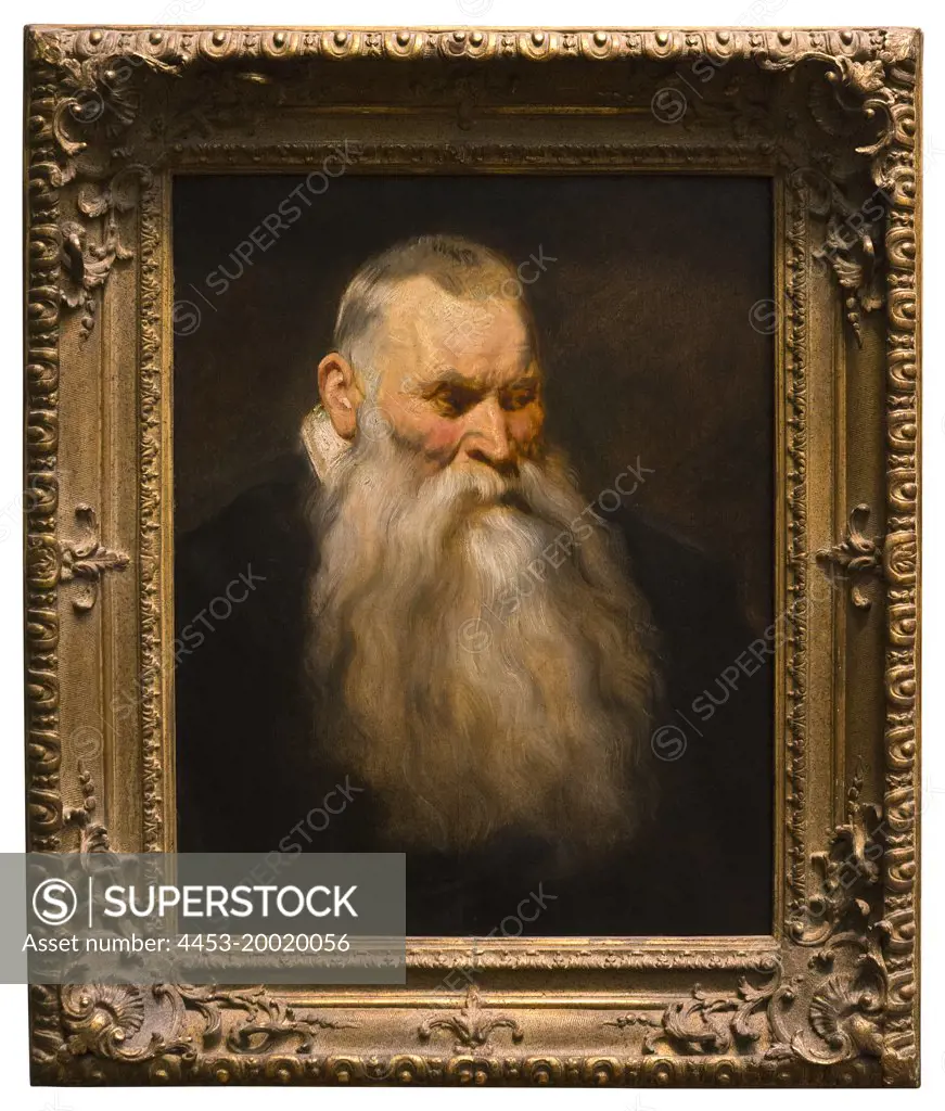 Study Head of Old Man with White Beard by Anthony van Dyck; Oil on wood; circa 1617 - 20