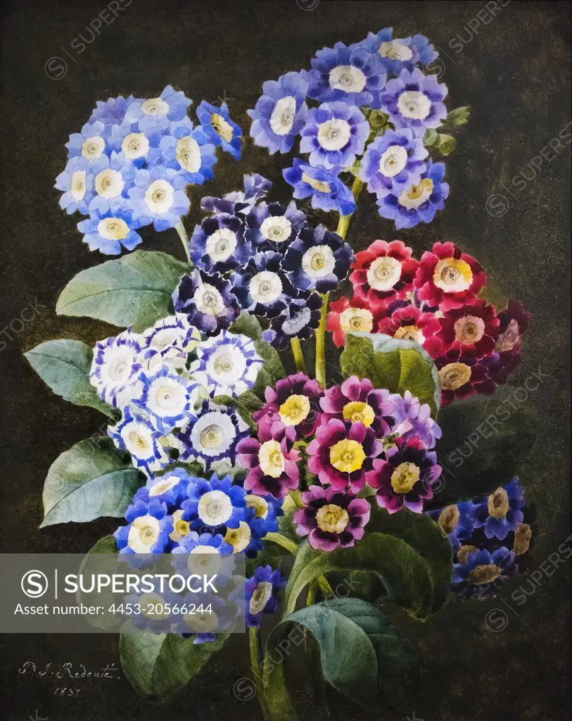 A Bouquet of Auriculas; early 19th century; water on vellone Pierre Joseph Redoute; French; 1759 - 1840