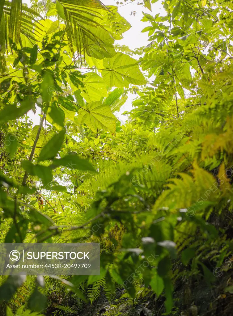 Plants growing in lush jungle