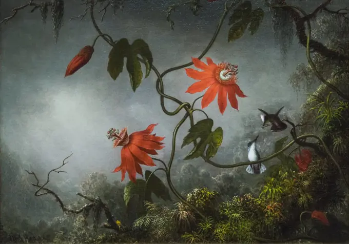 Passion Flowers and Honemingbirds; about 1870-83 Oil on canvas Martin Johnson Heade American; 1819-1904