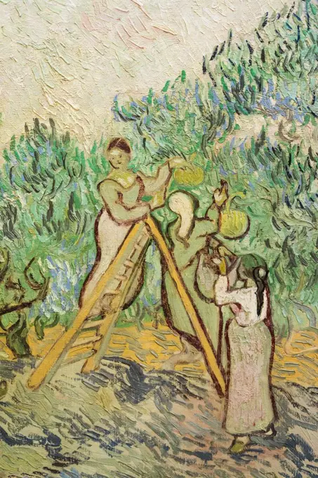 The Olive Orchard Oil on canvas; 1889 Vincent van Gogh; Dutch; 1853 - 1890