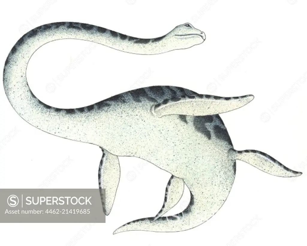 Water dinosaur seen from below against white