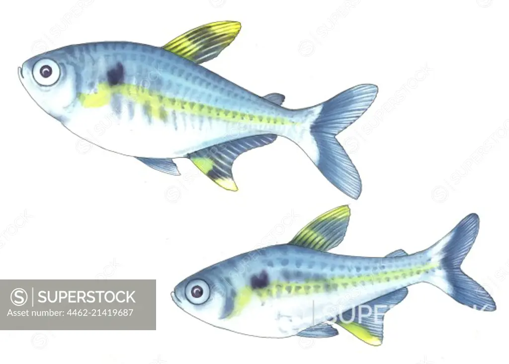 Two fish against white