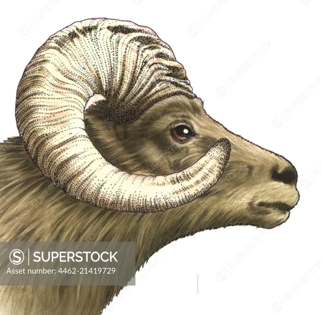 Illustration of bighorn sheep
