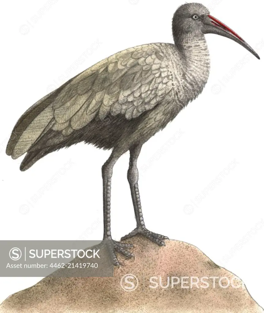 Illustration of grey bird