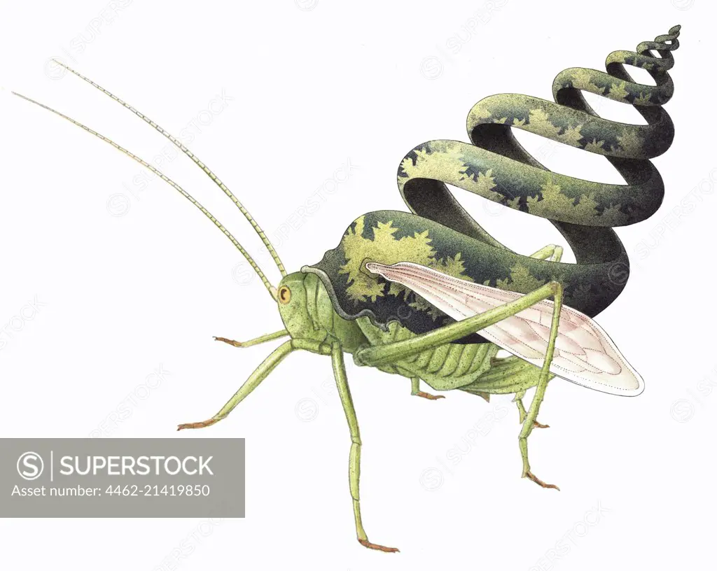 Grasshopper with wings and shell
