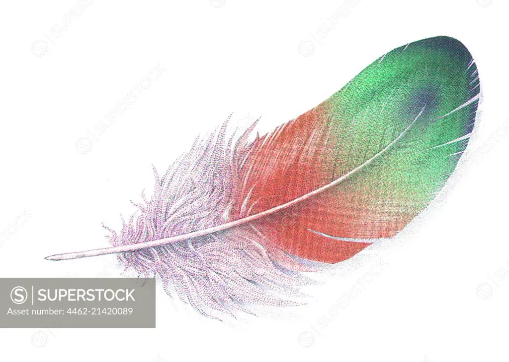 Multi colored feather