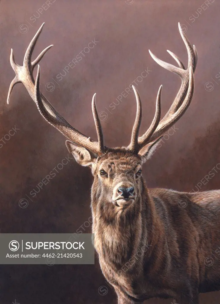 Portrait of stag