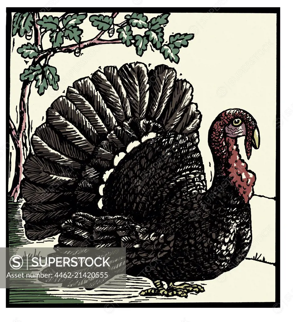 Turkey and tree in background