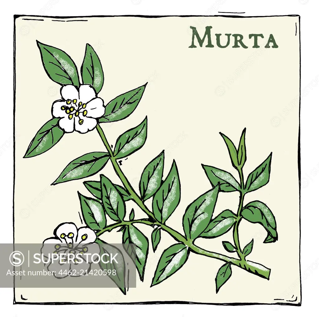 Murta (Myrtus communis)