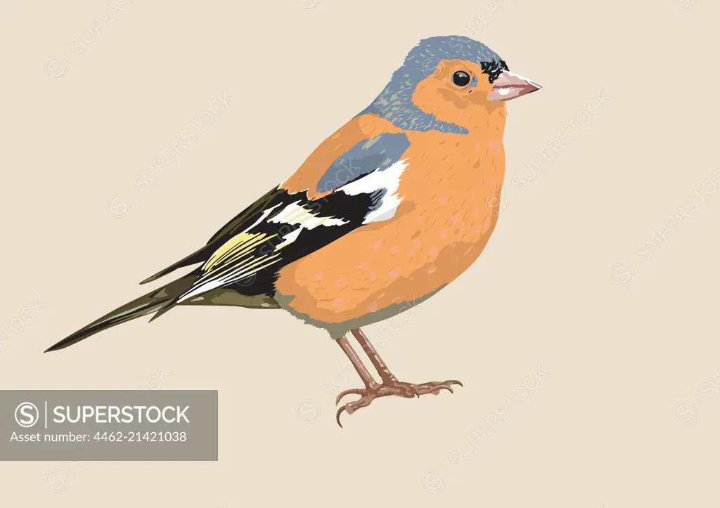 Bird with orange feather, beige background