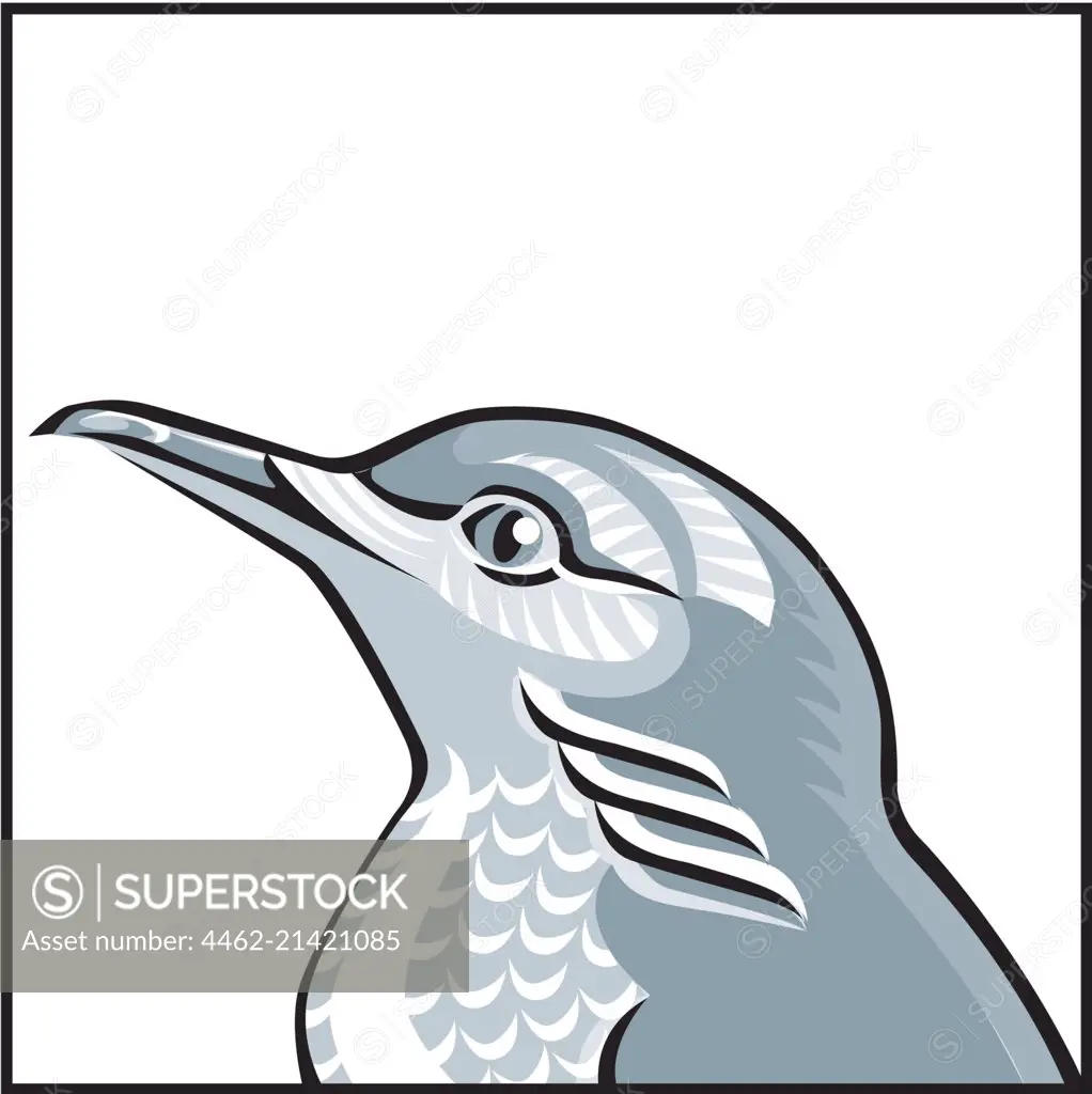 High section of grey bird, white background
