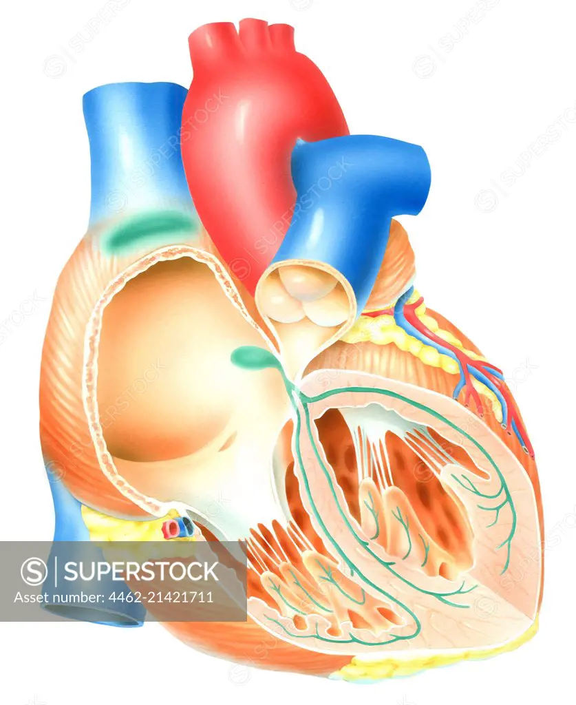 Close up of human heart