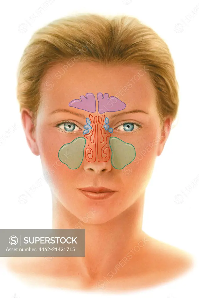 Human sinus