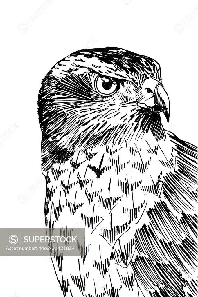Falcon on white background