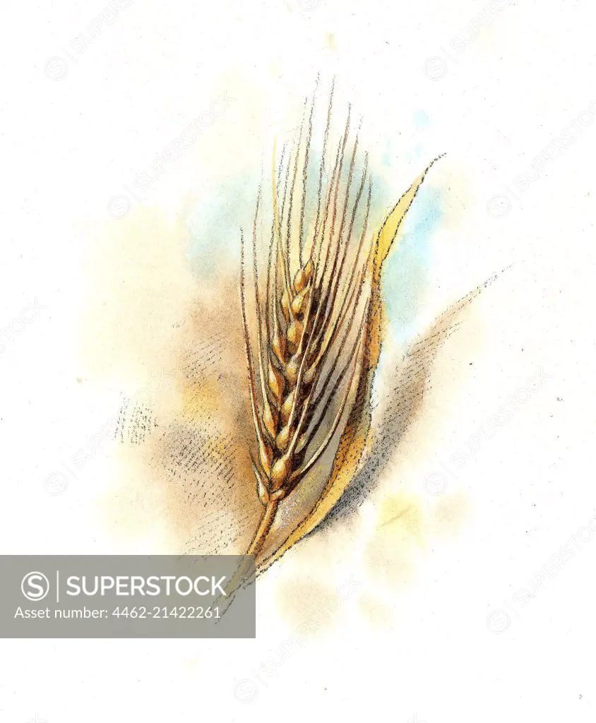 Close up of wheat crop