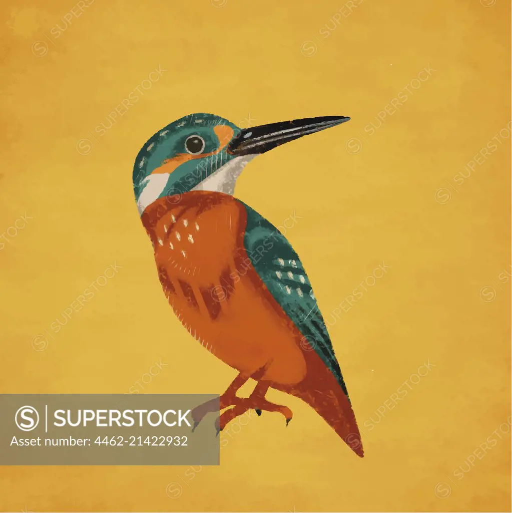 King fisher against yellow background