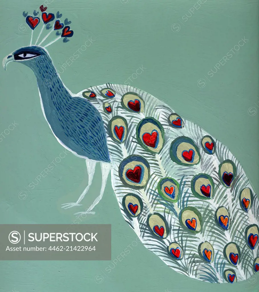 Peacock on colored background