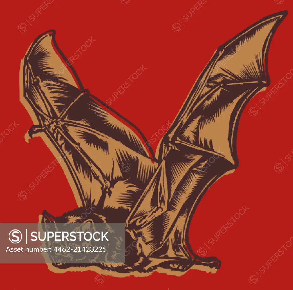 Flying bat on red
