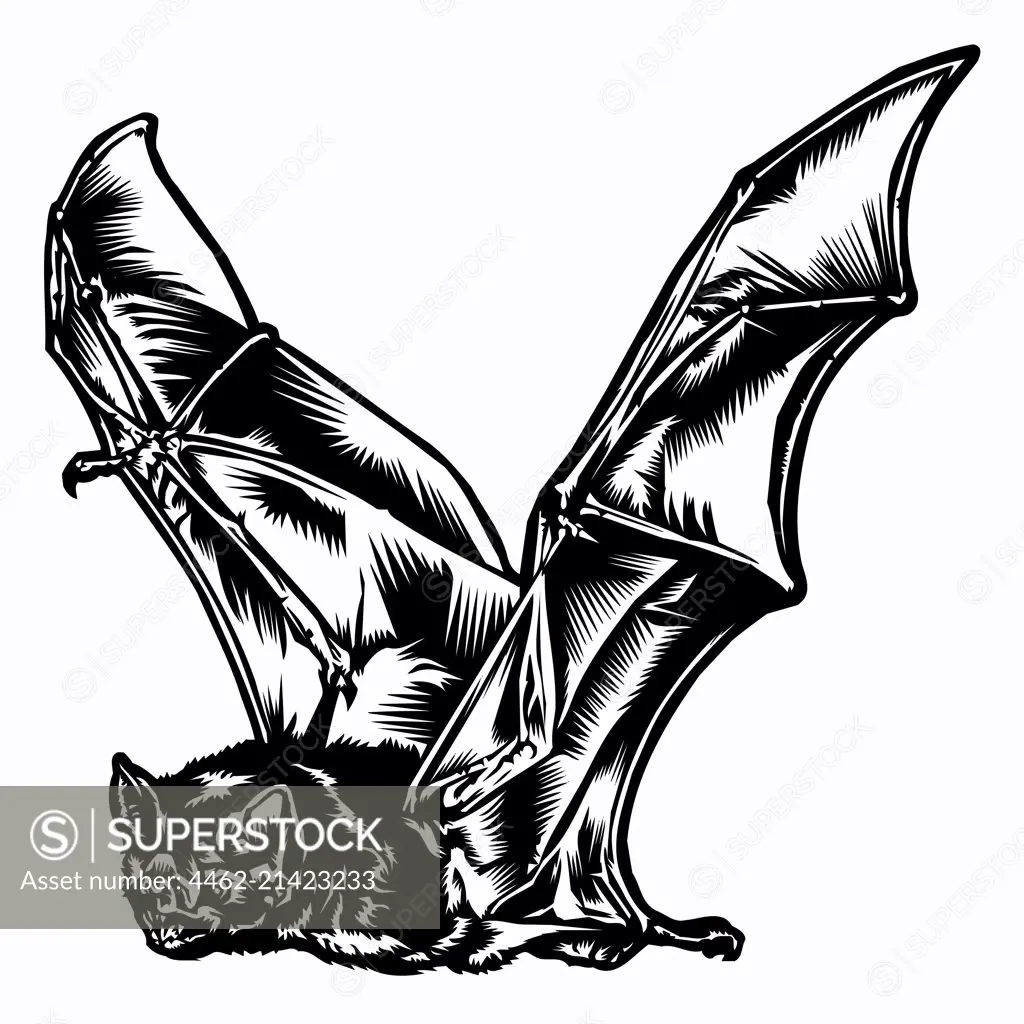Flying bat on white