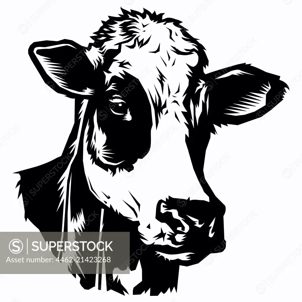 Cow's head on white