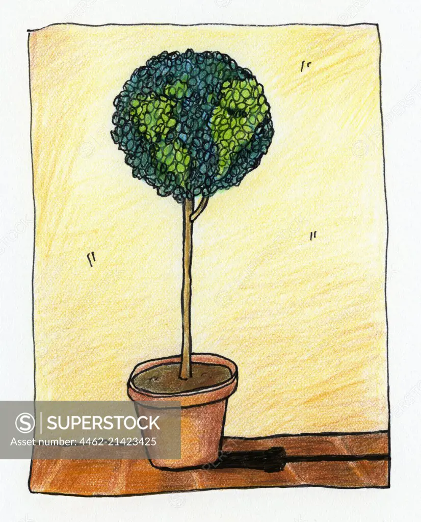 Small tree growing in pot