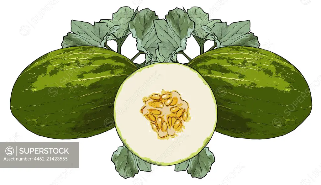 Honeydew melon on white background