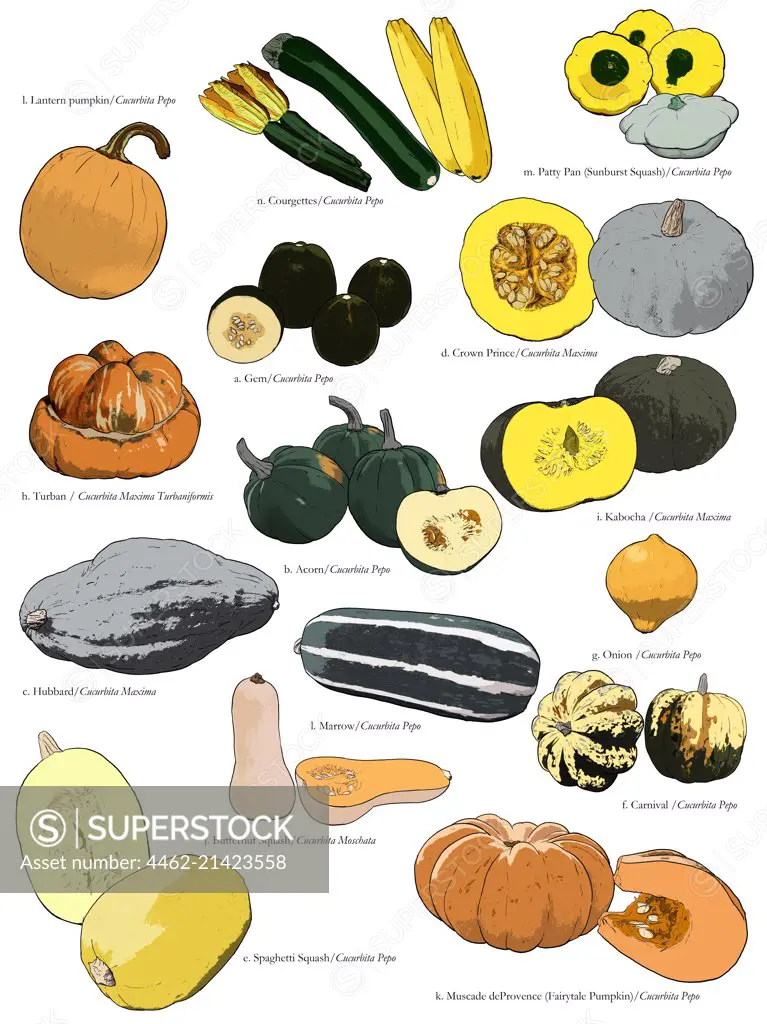 Variation of fruit on white background