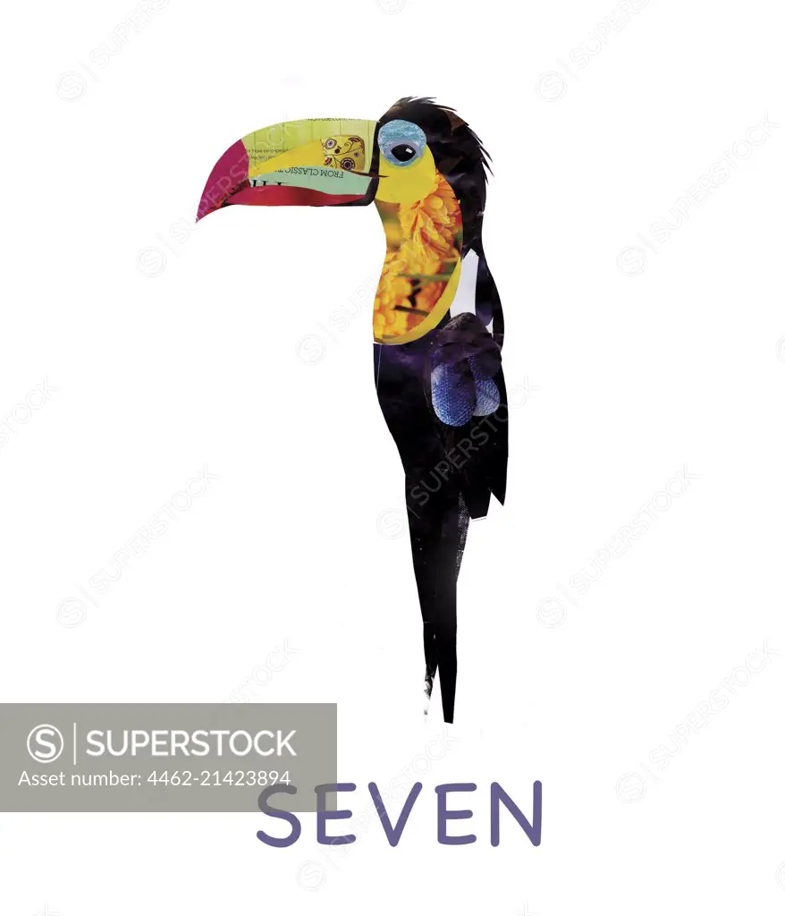 Toucan against white background
