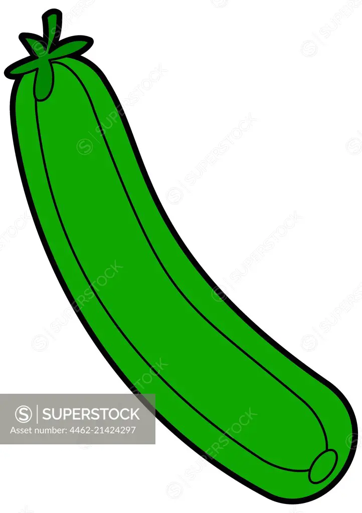 Green zucchini on white background
