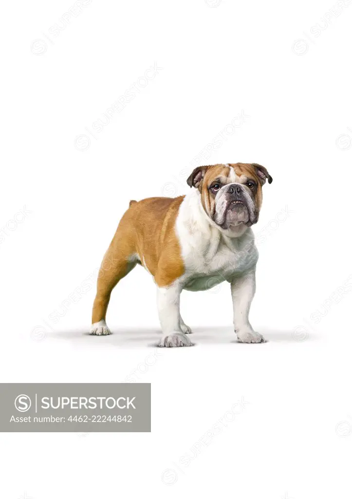 English Bulldog on white background