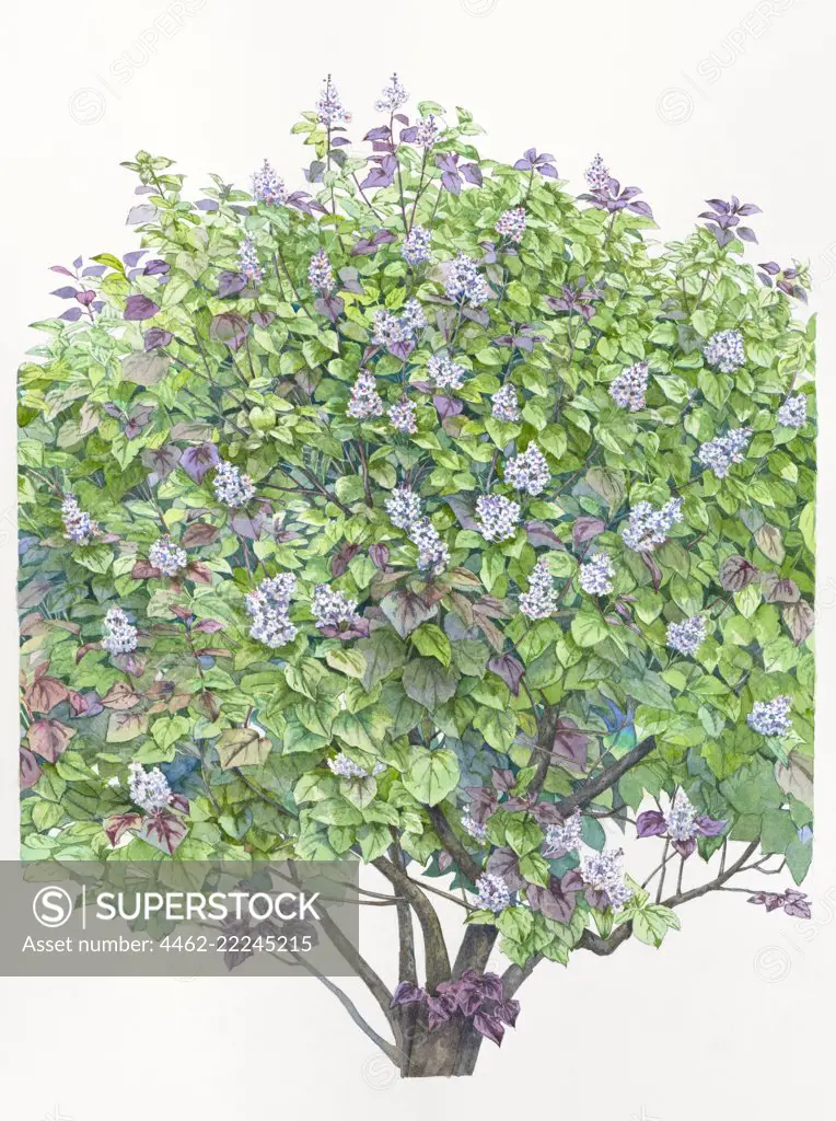 Lilac tree with purple blossoms