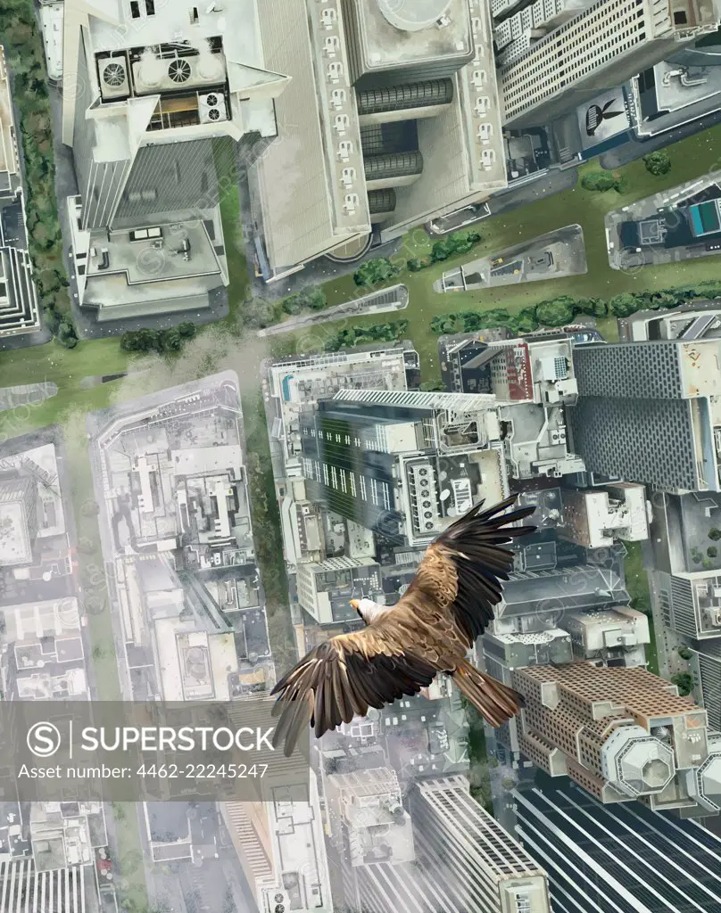 Eagle flying over city